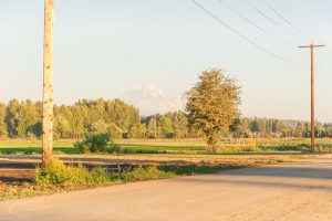 Farmland in Kent, Washington, America with snowcapped Mt. Rainier in the distance background. Row of matured tree and wooden power pole and small town in horizontal with warm sunset light